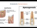 Endodontic Case 8 - Apexogenisis - Part 2